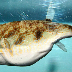 Balls Fish