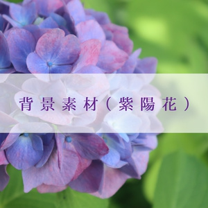 【無料】背景素材（紫陽花）