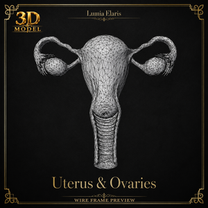 🧠 Uterus & Ovaries 3D Model / 子宮・卵巣3Dモデル / 자궁·난소 3D 모델