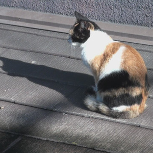 屋根の上の猫