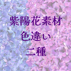 紫陽花素材、紫陽花ブラシ