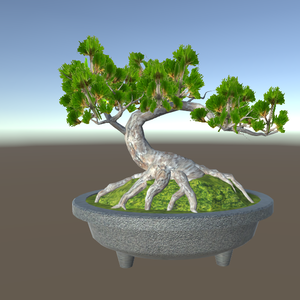 盆栽　松　bonsai