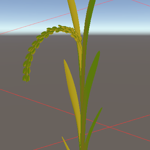 米（rice:Oryza sativa）