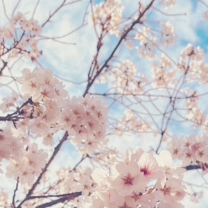 「花衣ーhanagoromo」