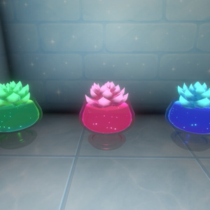 クリスタル エケベリア // Crystal Echeveria 缩略图 4