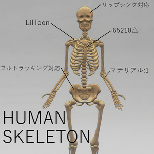 【オリジナル3Dモデル】Human Skeleton