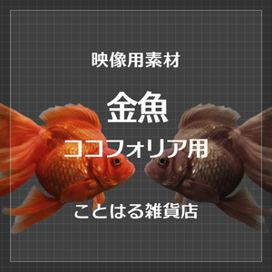 【ココフォリア素材】金魚