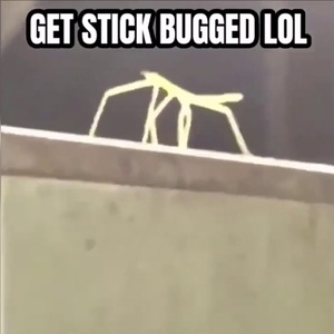 Stick Bug