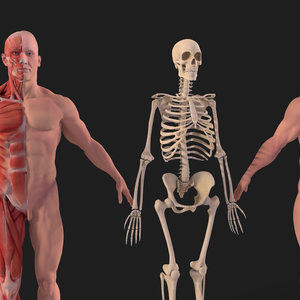 Human Body complete  Anatomy