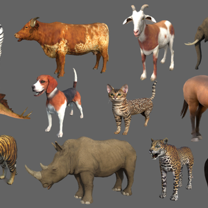 Wild Life Animals Collection 