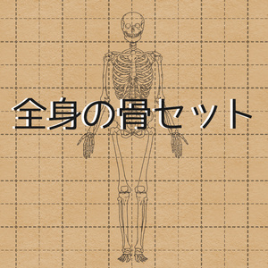 全身セット
