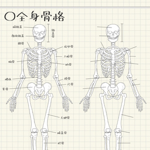 Complete skeleton for memorization