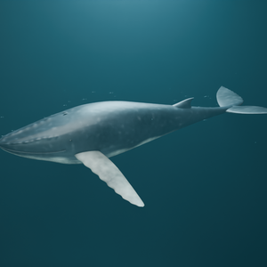 巨きな隣人｜ザトウクジラ・遊泳ループ付き3D素材【Blender / GLB】