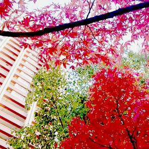 【単品】autumn&building【VJ素材】