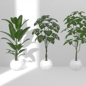 Plant×20 缩略图 5