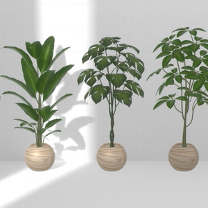 Plant×20 缩略图 6