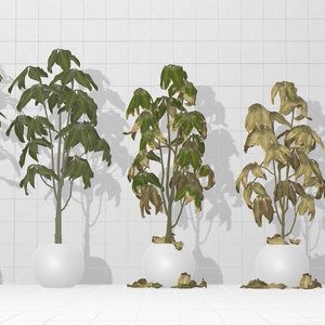 Plant×20 缩略图 3