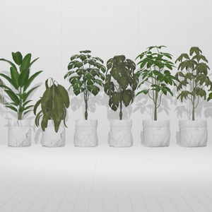 Plant×20 缩略图 10