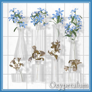 Oxypetalum