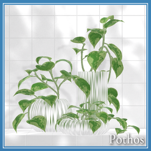 Pothos