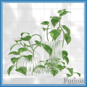 Pothos