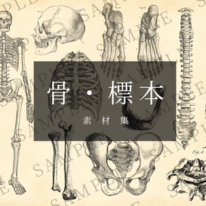 【無料/有料】骨・標本 素材集