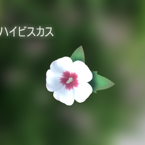 ハイビスカス