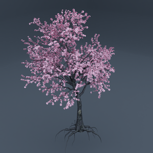 JAPANESE SAKURA TREE - 満開の桜