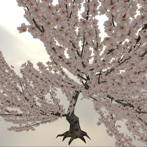 花びらが板じゃない桜