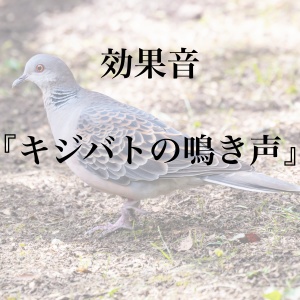 【効果音】キジバトの鳴き声【フリー素材】