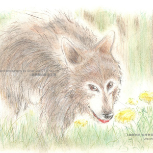 【原画】花を愛でるオオカミ