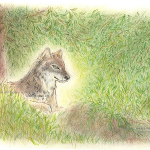 【原画】森に潜むオオカミ
