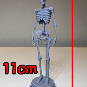 『人間全身骨格11cm』stlデータ