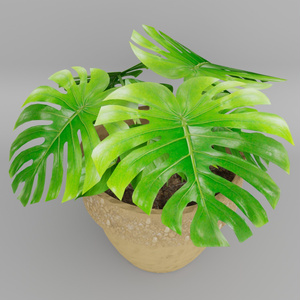 観葉植物(モンステラ)