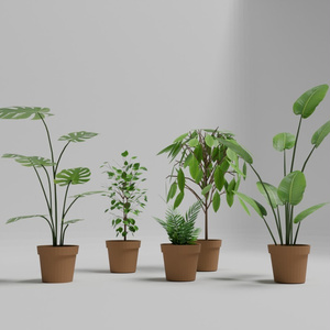 観葉植物5種