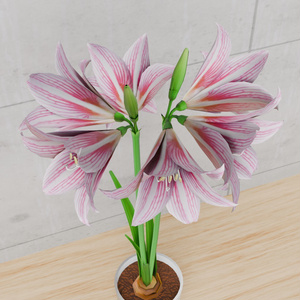 アマリリス　VRC対応装飾花～花シリーズ