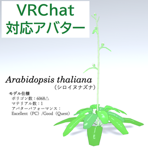 【無料】シロイヌナズナ【草アバター】【オリジナル3Dモデル】𝐴𝑟𝑎𝑏𝑖𝑑𝑜𝑝𝑠𝑖𝑠 𝑡ℎ𝑎𝑙𝑖𝑎𝑛𝑎
