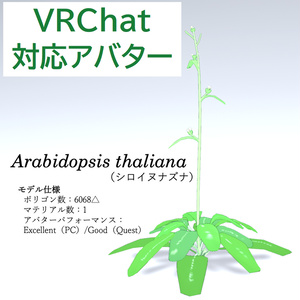 シロイヌナズナ【草アバター】【オリジナル3Dモデル】𝐴𝑟𝑎𝑏𝑖𝑑𝑜𝑝𝑠𝑖𝑠 𝑡ℎ𝑎𝑙𝑖𝑎𝑛𝑎