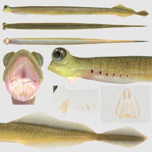 【オリジナル3Dモデル】クリダグナサス（Clydagnathus）コノドント 缩略图 2