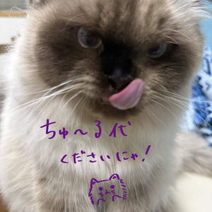 ぶどうまてりある🍇《6アバター対応》 缩略图 5
