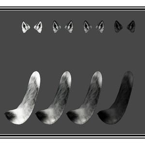 【VRChat】オオカミの耳と尻尾セット Wolf Ears & Tail Set【16 avatars/MA対応】 缩略图 2