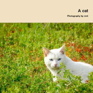 猫写真集セット 【A cat & B cat & Cat / Photography by mnt】 ねこぼん 3冊セット