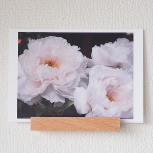 White Peony | Photo Postcard No. 35