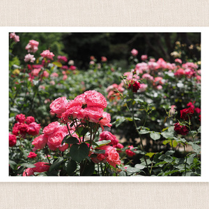 Early Summer Roses | Photo Postcard No. 40