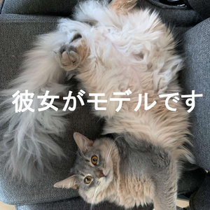 Somali Cat Ear Tail【猫耳＆しっぽ】 缩略图 5