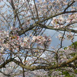 2026年桜前線