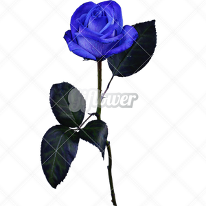 ブルーバラ・シングル画像／透過PNG