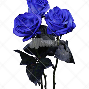 ブルーバラ・トリプル画像／透過PNG