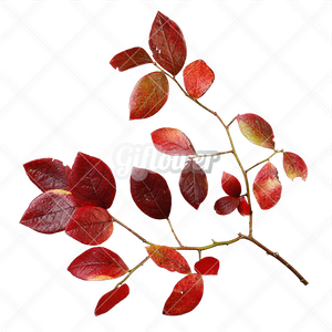 紅葉・切り抜き葉画像・透過PNG-003