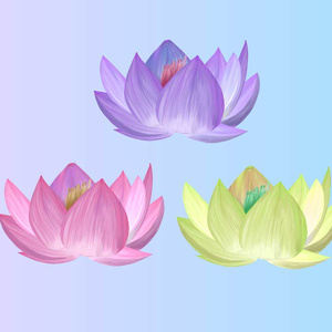 蓮の花のイラスト素材 - シンプルな手書きの背景透過png3色セット